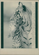 Animals: Tiger - Vintage Photograph