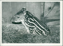 Animals: Tapir - Vintage Photograph