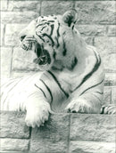 Animals: White Tiger - Vintage Photograph