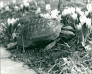 Turtle - Vintage Photograph