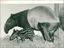 Tapir - Vintage Photograph