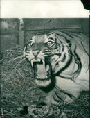 Animals : T - Vintage Photograph