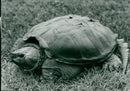 Turtle - Vintage Photograph