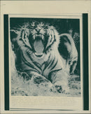 Animals Wild 'T' - Vintage Photograph