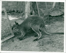 Animals: Wallaby - Vintage Photograph