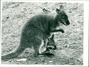 Animals: Wallaby - Vintage Photograph