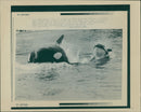 Animals: Whales - Vintage Photograph