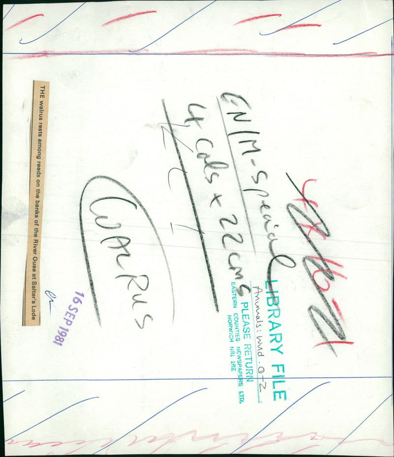 Animals: Walrus - Vintage Photograph