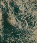 Animals: Walrus - Vintage Photograph