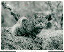 Animals: Wildcat - Vintage Photograph