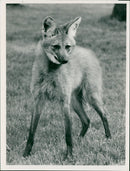 Animals: Maned Wolf - Vintage Photograph