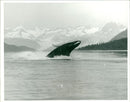 Animals: Whales - Vintage Photograph