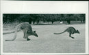Animals: Wallaby - Vintage Photograph
