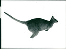 Animals: Wallaby - Vintage Photograph