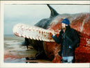 Animals: Whales - Vintage Photograph