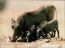 Animals: Warthog - Vintage Photograph