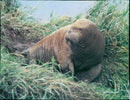 Animals: Walrus - Vintage Photograph