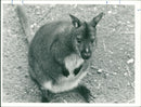 Animals : Wallaby - Vintage Photograph