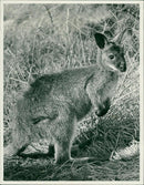 Animals : Wallaby - Vintage Photograph