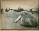 Animals : Sperm whale - Vintage Photograph