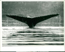 Animals : A Humpback Whale - Vintage Photograph