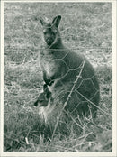 Animals : Baby Wallaby With His Mother - Vintage Photograph