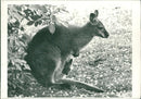 Animals : A Young Wallaby - Vintage Photograph