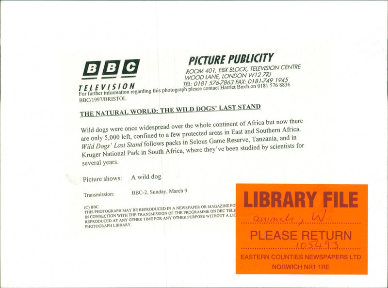 Animals : Wild Dogs - Vintage Photograph