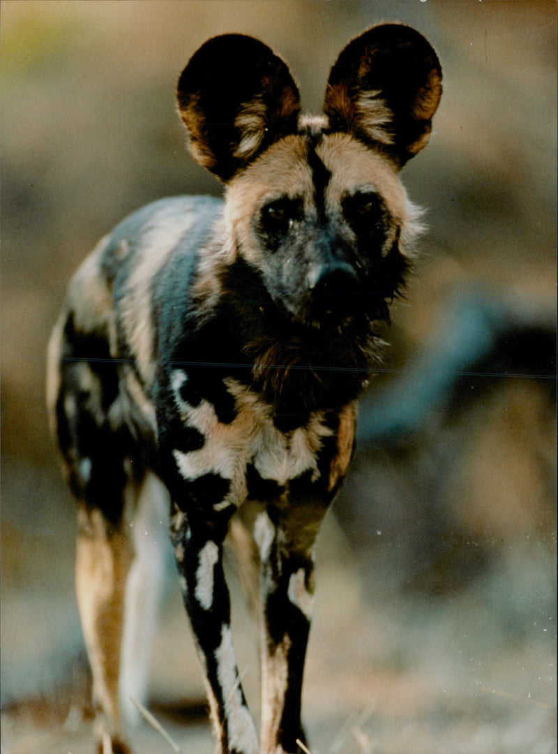Animals : Wild Dogs - Vintage Photograph