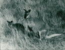 Animals : Wallaby - Vintage Photograph
