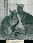 Animals : Wallaby - Vintage Photograph