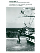 Animals : Dolphins and Whales - Vintage Photograph