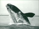 Animals : A Right Whale - Vintage Photograph