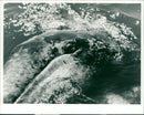 Animals : A Grey Whale - Vintage Photograph