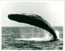 Animals : The Sperm Whale - Vintage Photograph