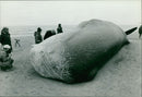 Animals : The Whale - Vintage Photograph