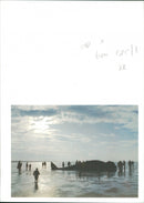 Animals : Whale - Vintage Photograph