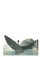 Animals : Whale - Vintage Photograph