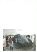 Animals : Whale - Vintage Photograph