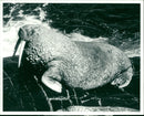 Animals : The Walrus - Vintage Photograph