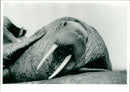Animals : The Walrus - Vintage Photograph