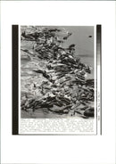 Animals : Stranded Whales - Vintage Photograph