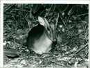 Animals : Muntjac Deer - Vintage Photograph
