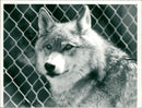 Animals : Wolf - Vintage Photograph