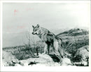 Animals : Wolf - Vintage Photograph