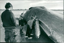 Animals : Whale - Vintage Photograph