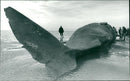 Animals : Whale - Vintage Photograph