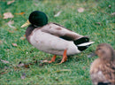 Ducks - Vintage Photograph