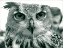 Birds : Barn Owl - Vintage Photograph