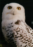 Birds : Snowy Owl - Vintage Photograph